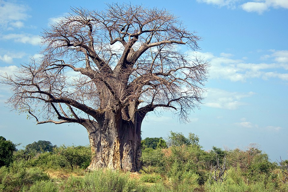 Baobab