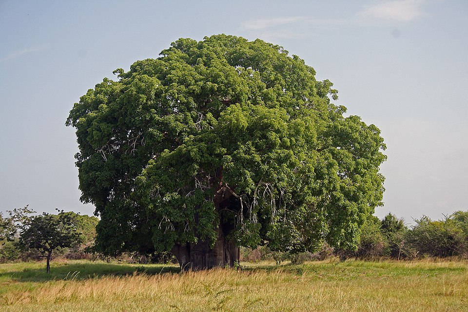Baobab