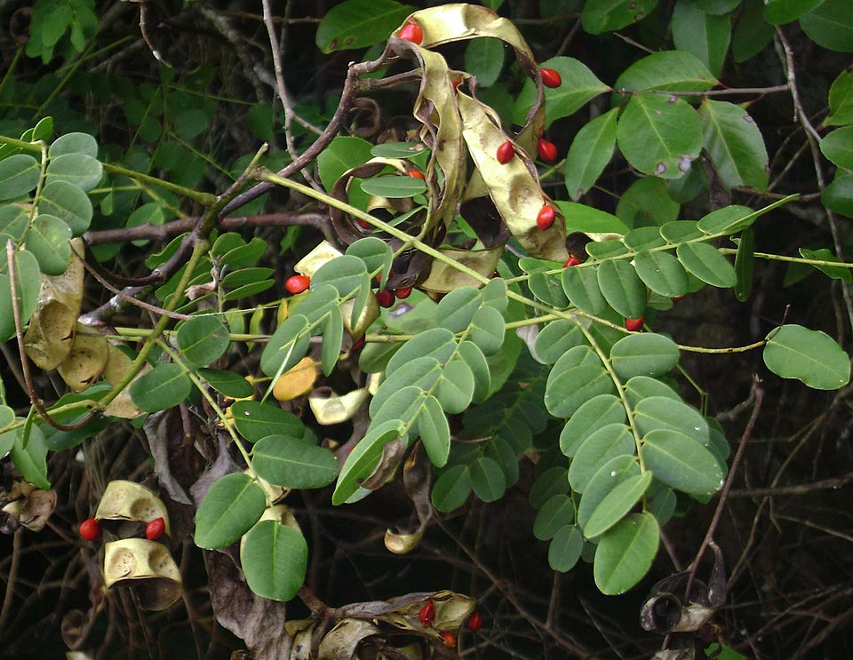 Beadtree