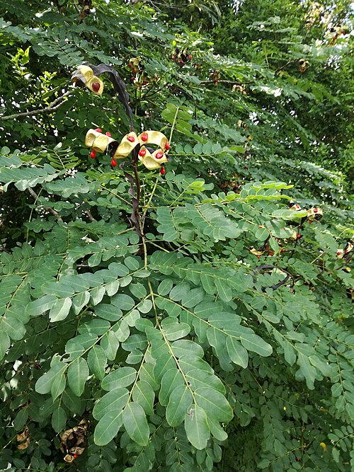 Beadtree