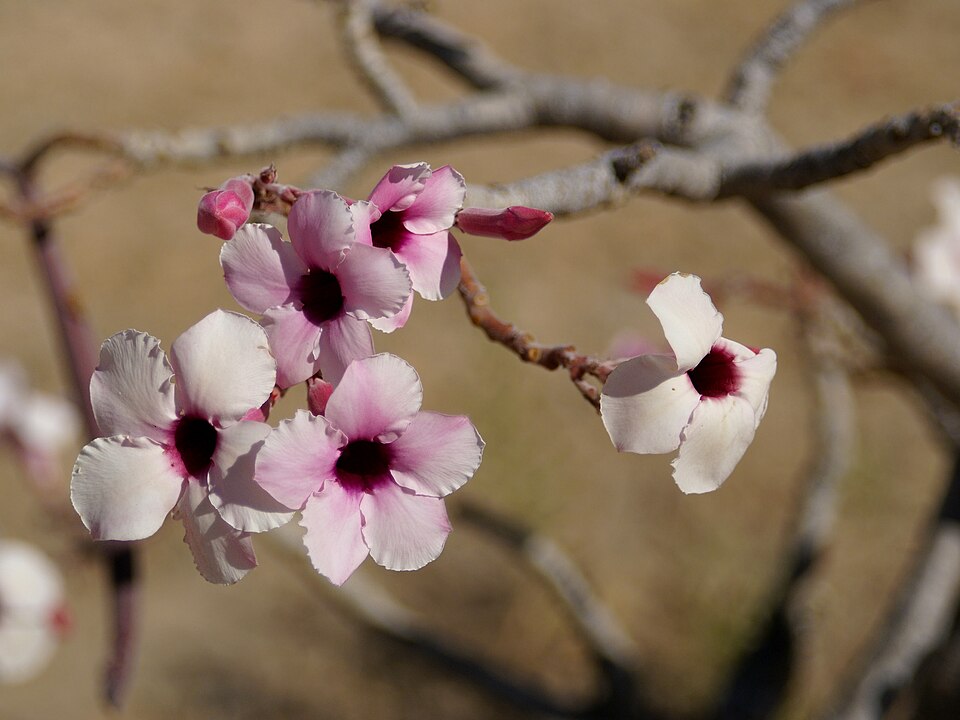 Desert Rose