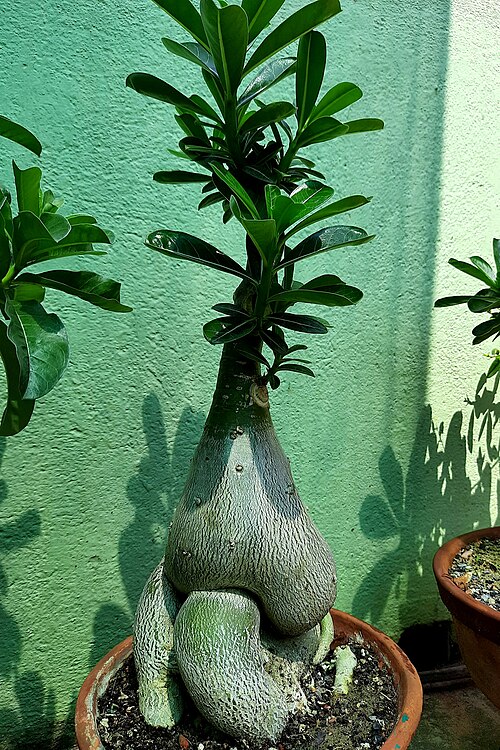 Desert Rose