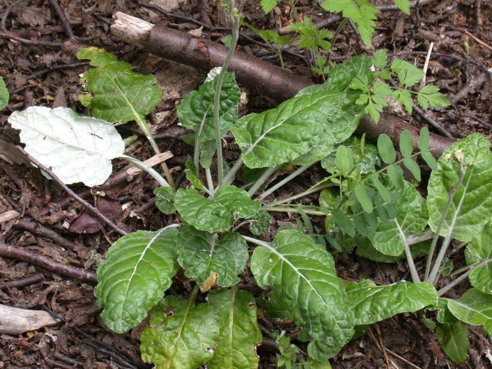 Trailplant
