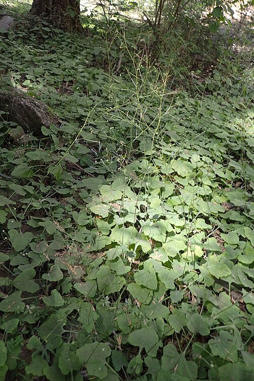 Trailplant