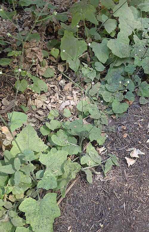 Trailplant