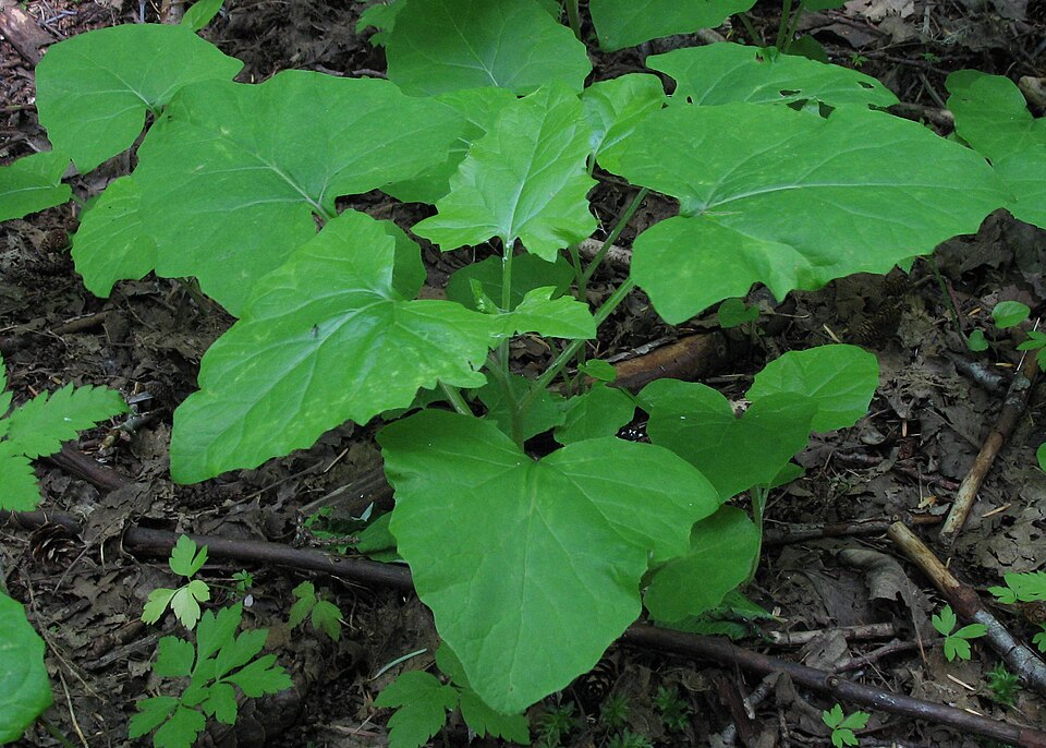 American Trailplant