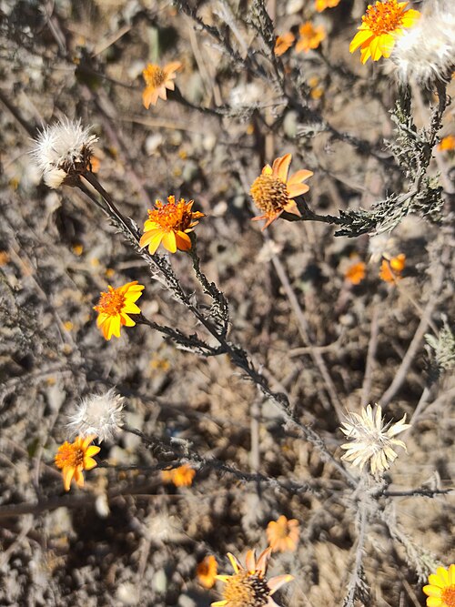 Poreleaf Dogweed