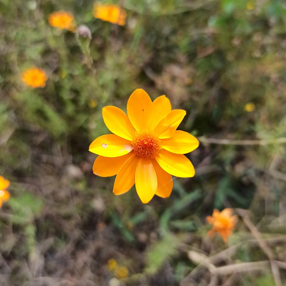 Poreleaf Dogweed