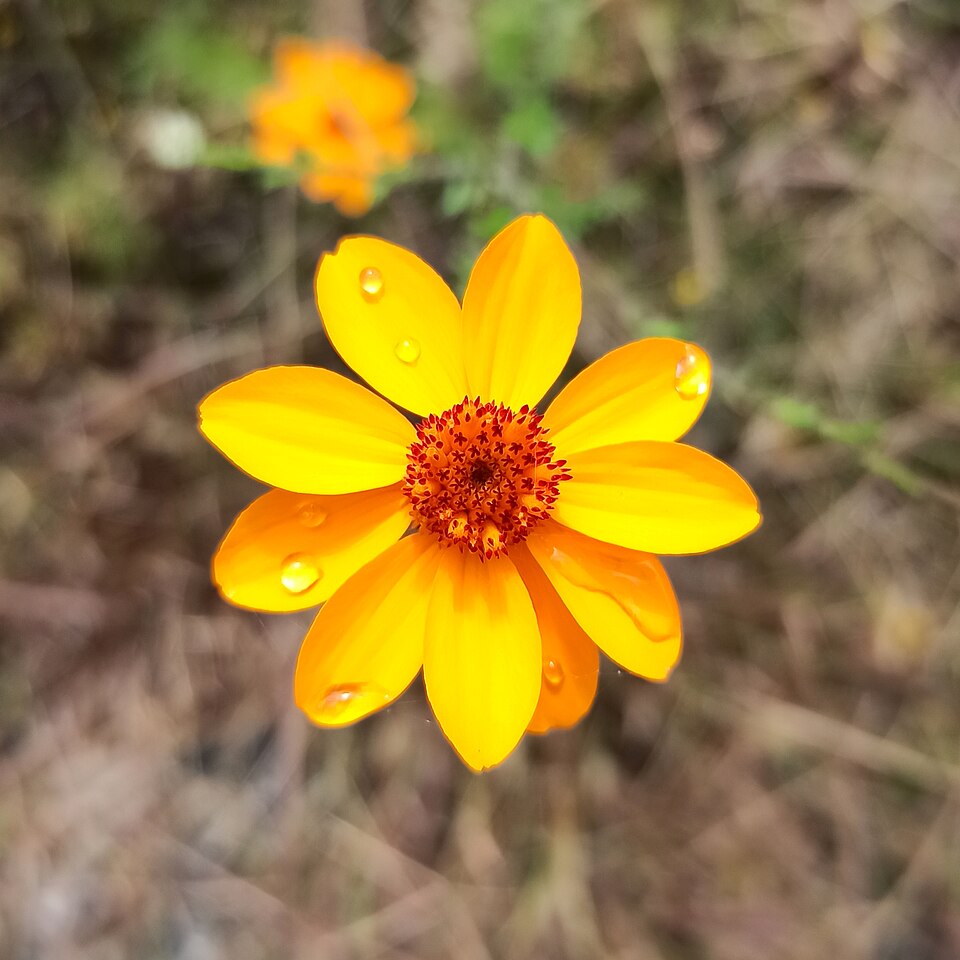 Poreleaf Dogweed