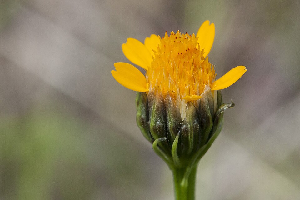 Wright's Dogweed