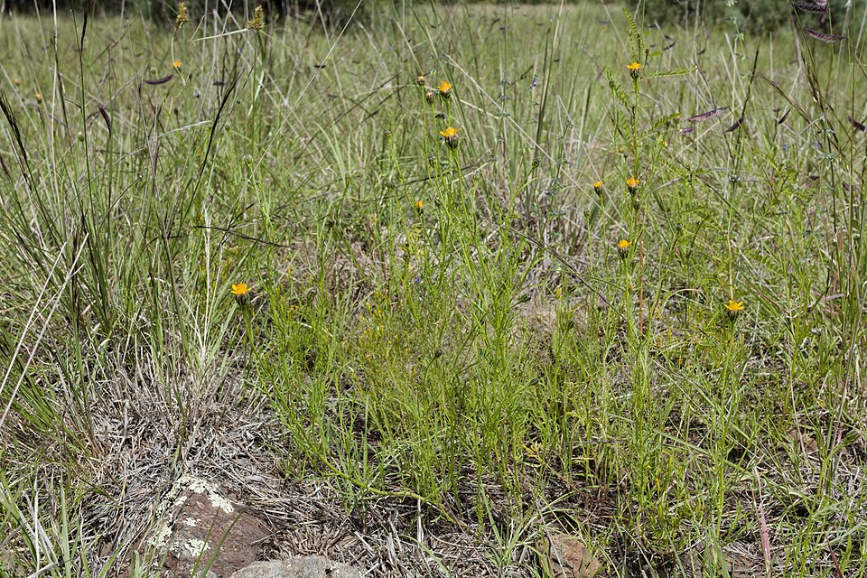 Wright's Dogweed