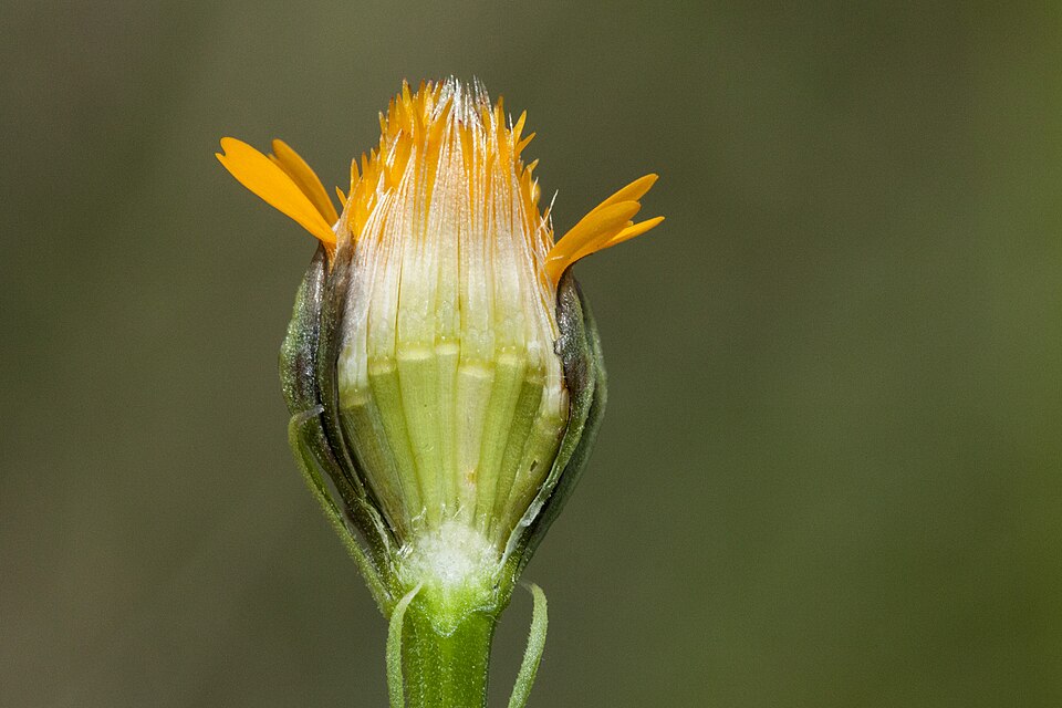 Wright's Dogweed