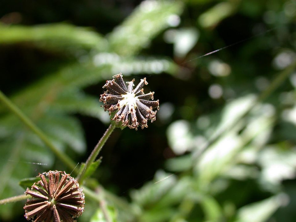 Common Medicineplant