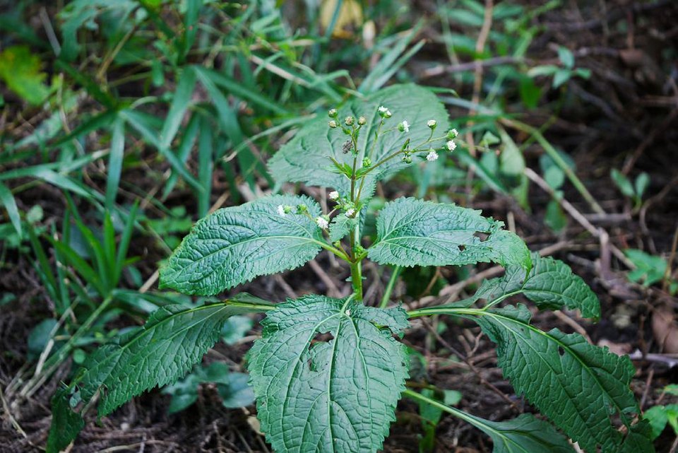 Common Medicineplant