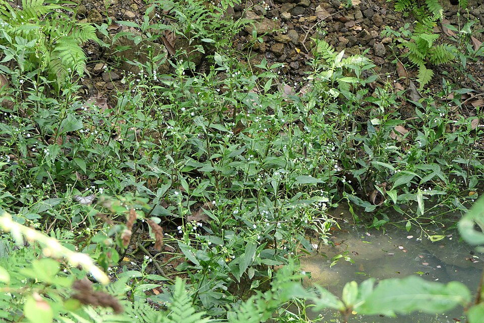 Common Medicineplant