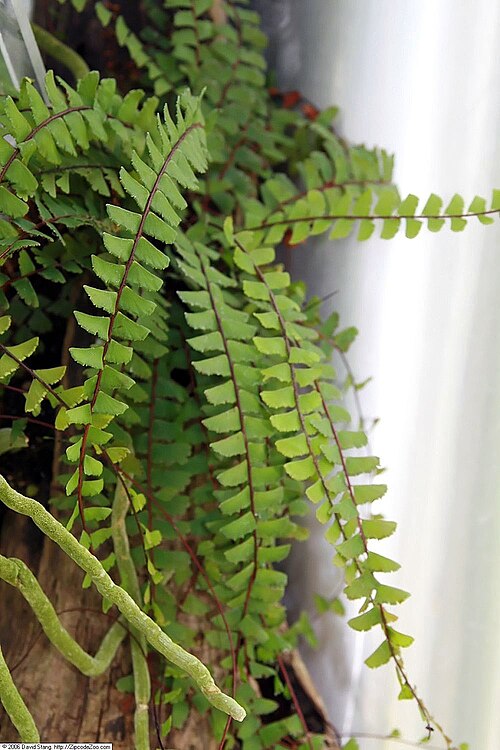 Tailed Maidenhair
