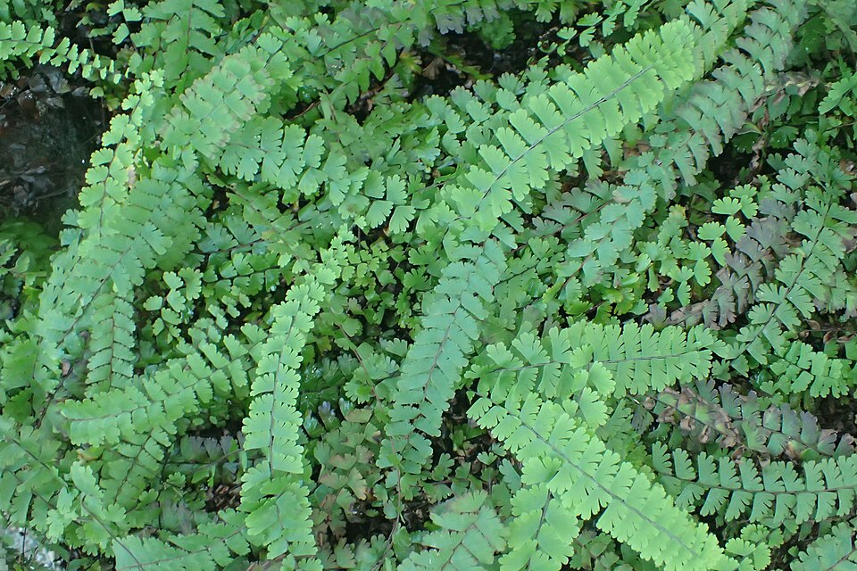Tailed Maidenhair