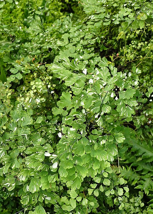 Delta Maidenhair