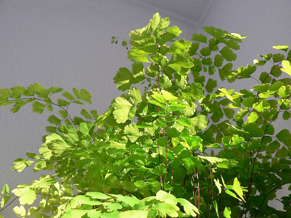 Delta Maidenhair