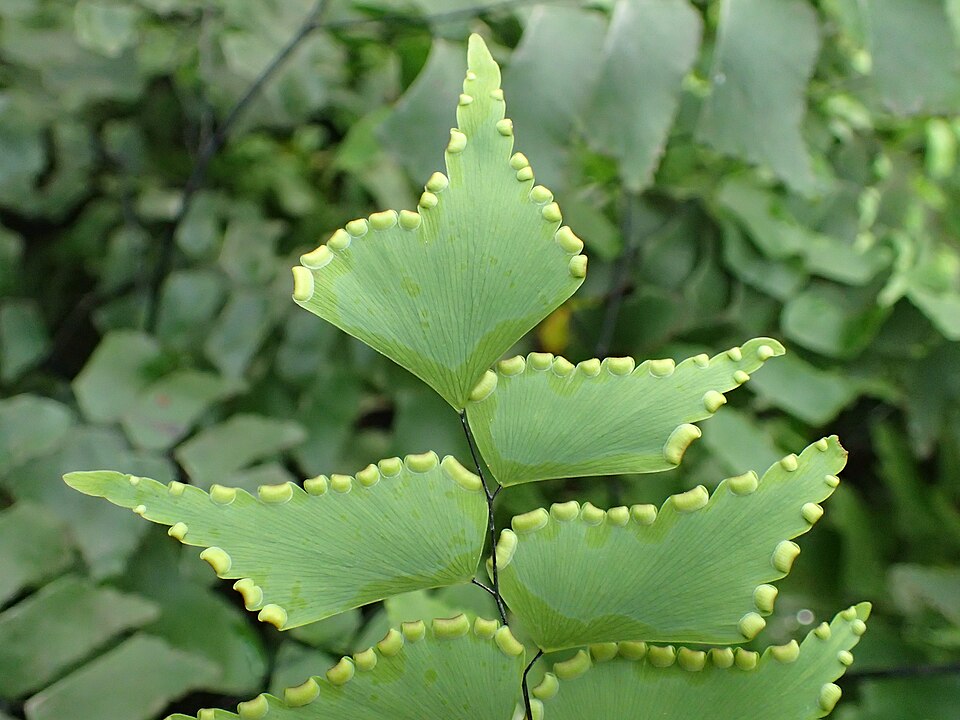 Diamond Maidenhair