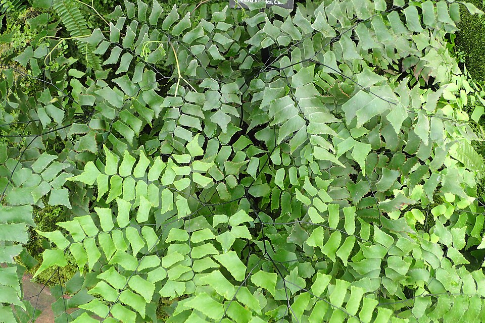 Diamond Maidenhair