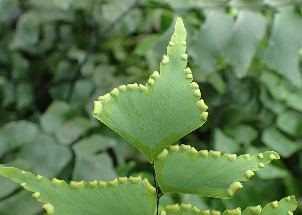 Diamond Maidenhair