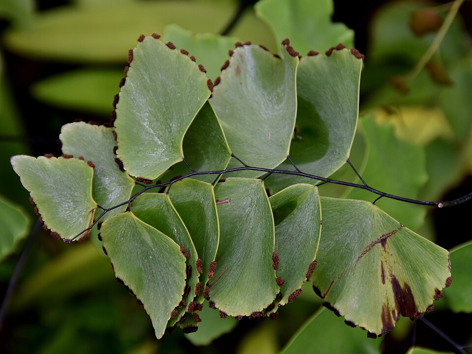 Diamond Maidenhair