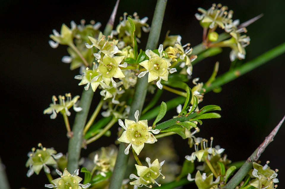 Prickbush