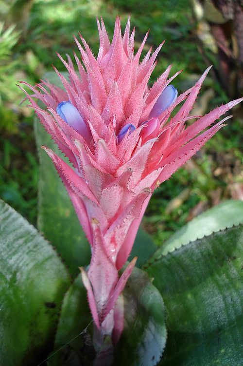 Livingvase