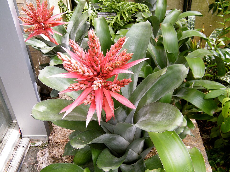 Livingvase