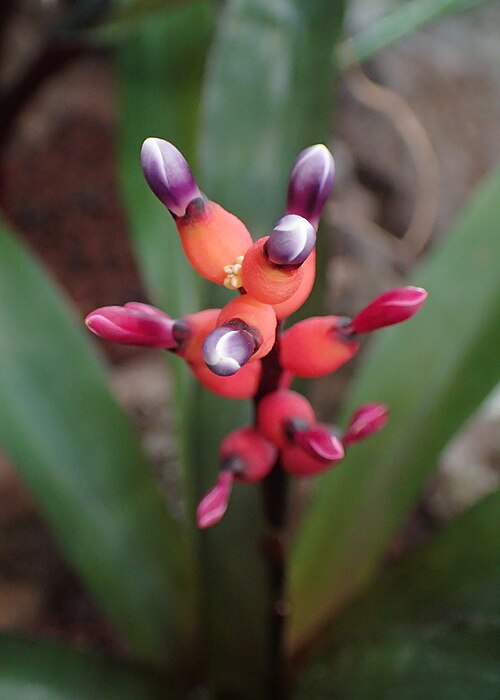Livingvase