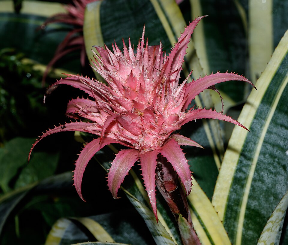 Urnplant