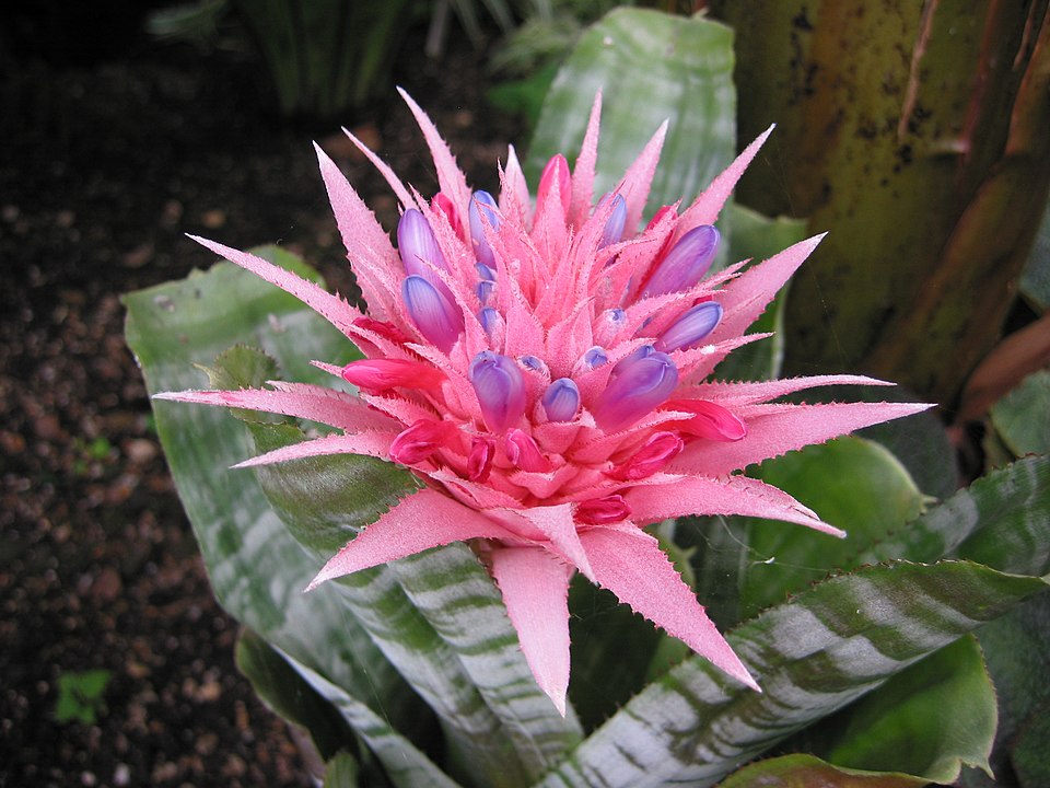 Urnplant