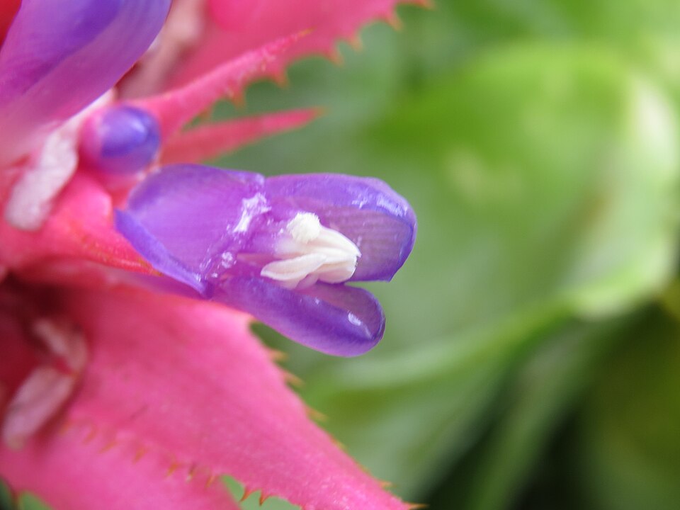 Urnplant