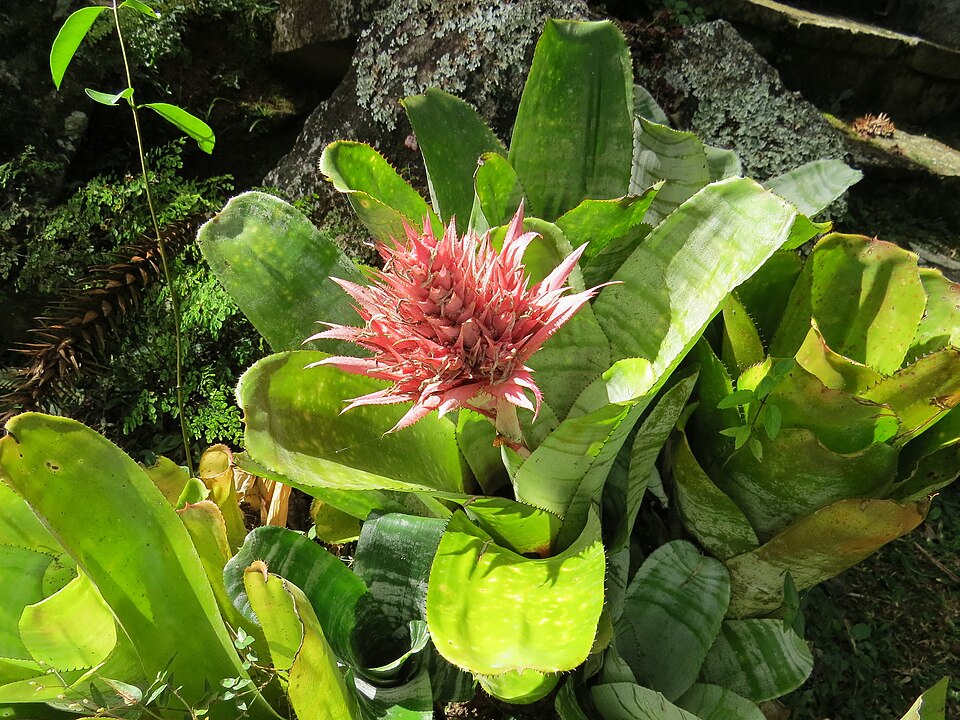 Urnplant