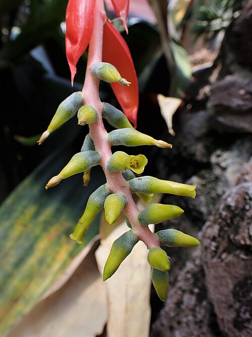 Nakedstem Livingvase