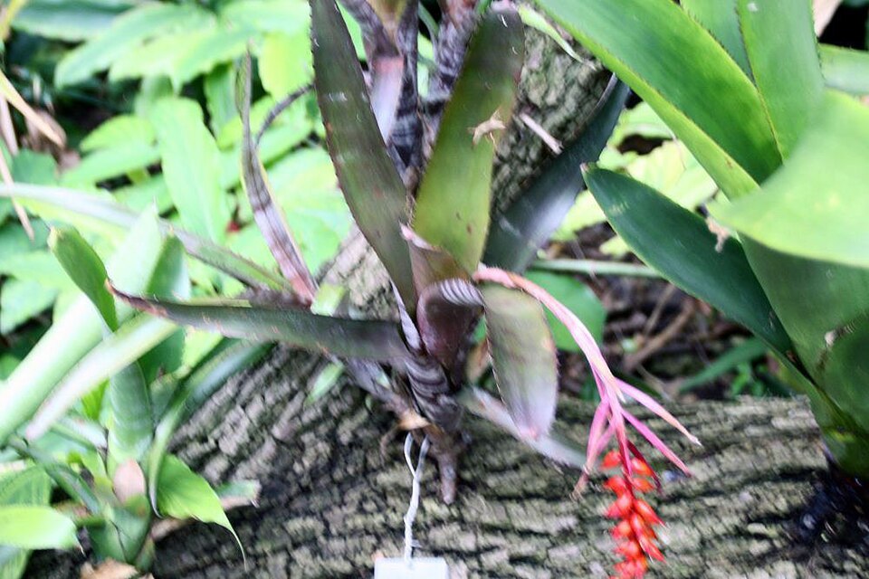 Nakedstem Livingvase