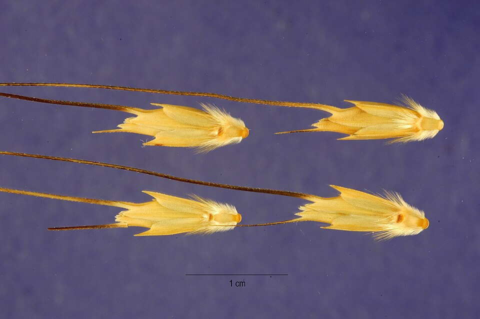 Goatgrass