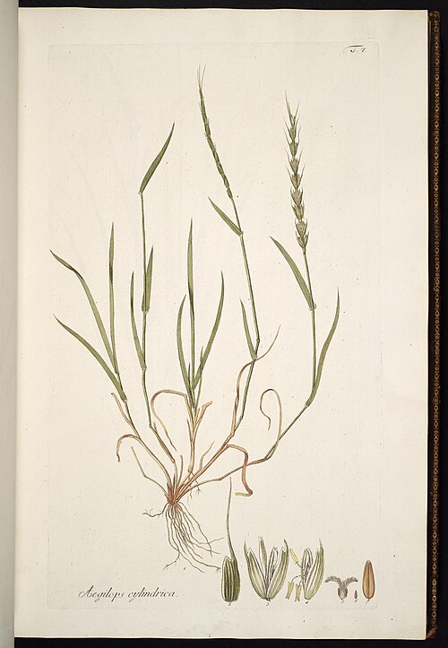 Jointed Goatgrass