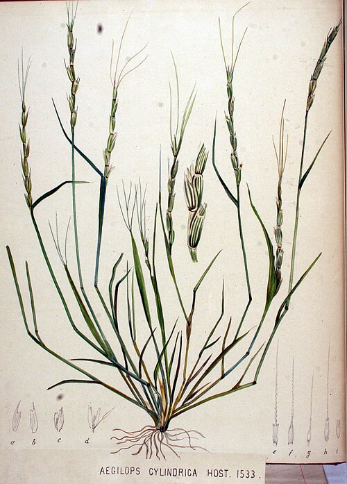 Jointed Goatgrass