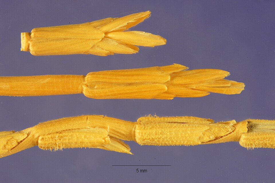 Goatgrass