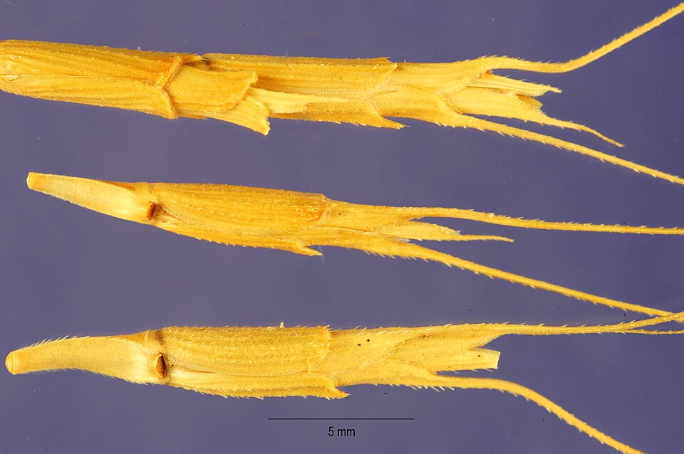 Goatgrass
