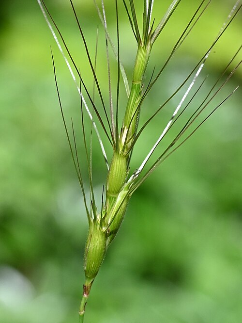 Barbed Goatgrass