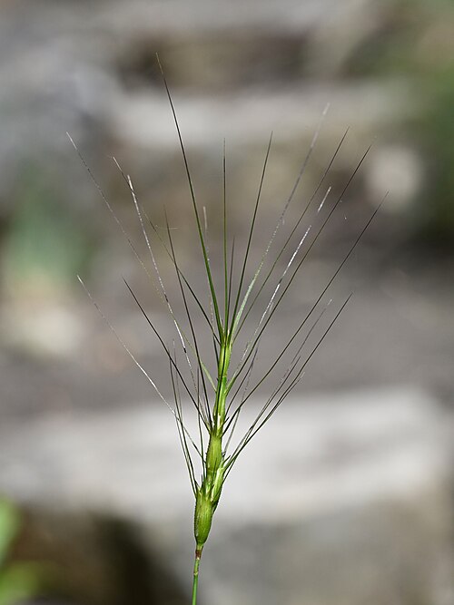 Barbed Goatgrass