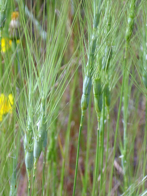 Barbed Goatgrass