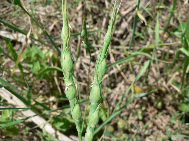 Goatgrass