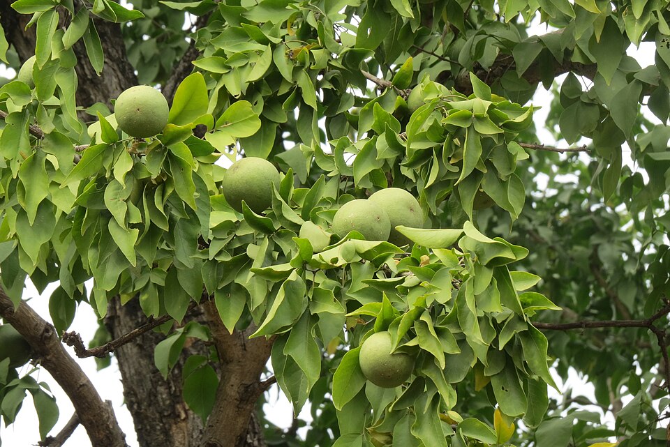 Aegle
