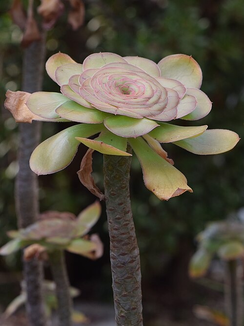Saucer-plant