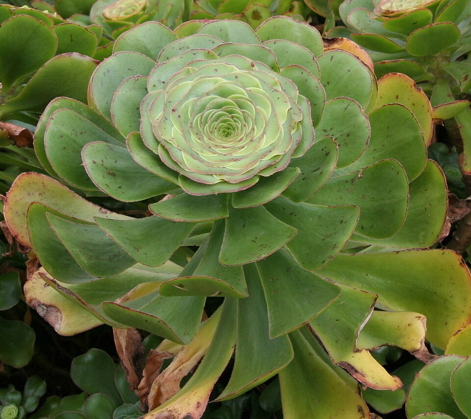 Saucer-plant