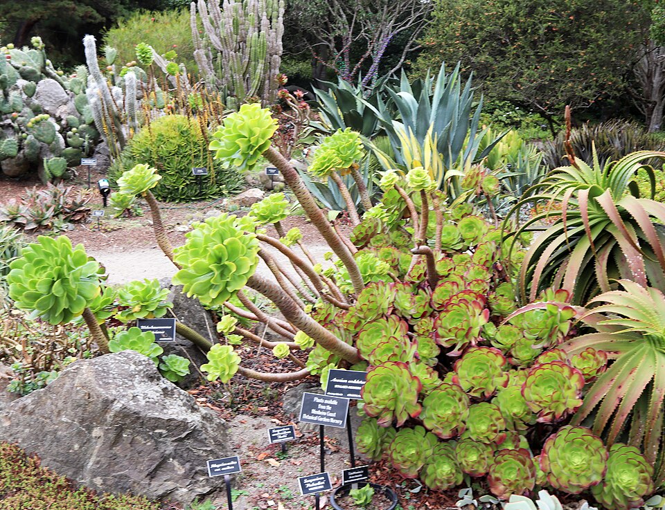 Saucer-plant